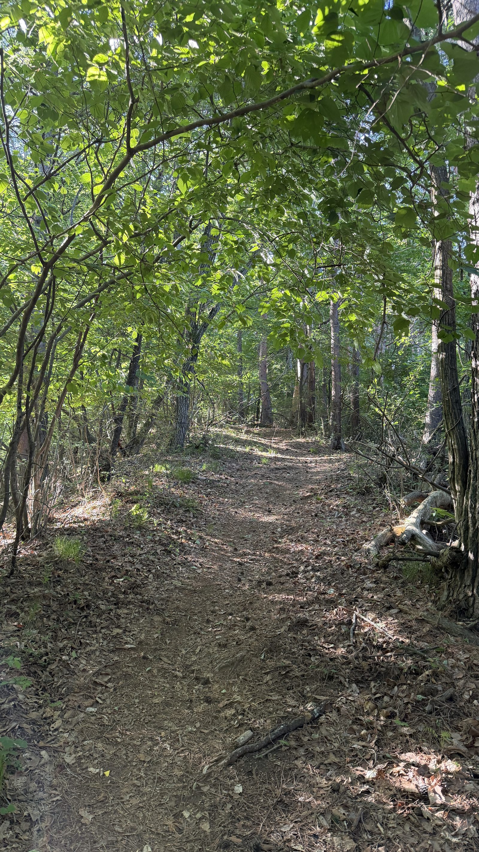 ふかふかの樹林の登山道